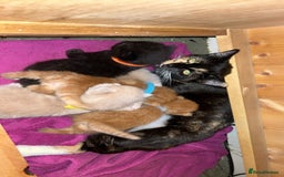 Mixed Breed cats for sale: 5 kittens for sale  - Image 1