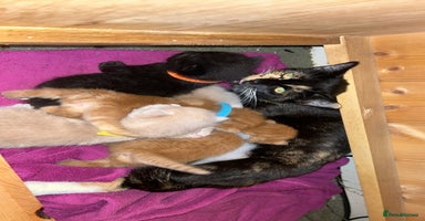 Mixed Breed cats - Advert 3