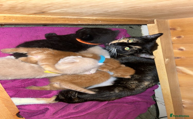 Mixed Breed cats - Advert 3