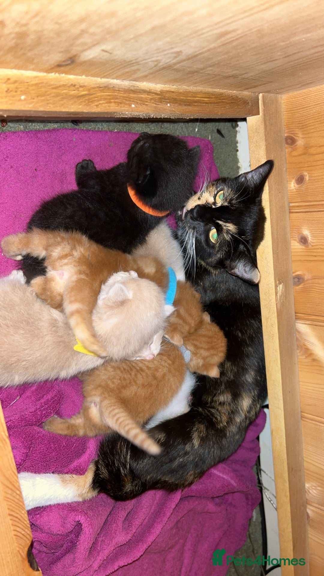 Mixed Breed cats for sale: 5 kittens for sale  - Image 1