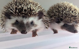 Pygmy Hedgehog rodents for sale: Gorgeous Hoglets!! AVAILABLE/REDUCED!!!! - Image 11