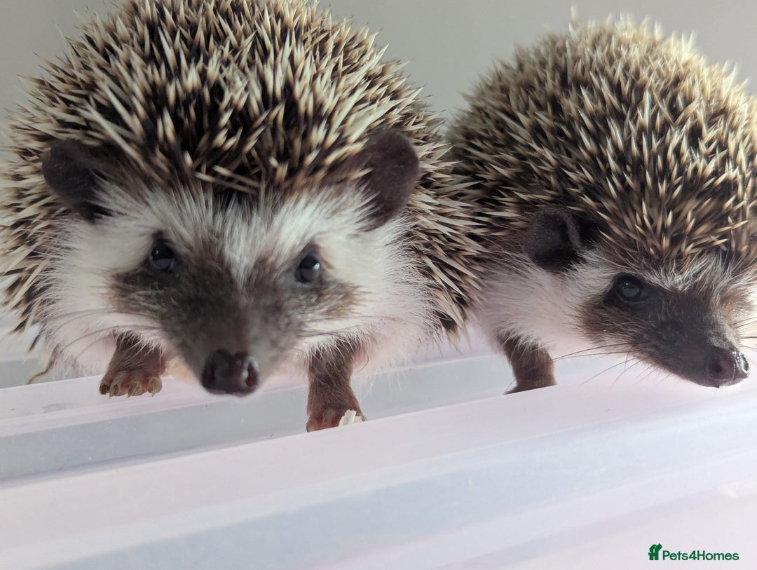 Pygmy Hedgehog rodents for sale: Gorgeous Hoglets!! AVAILABLE/REDUCED!!!! - Image 11