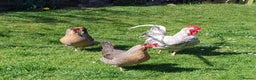 Chickens poultry for sale: Cream Legbar Cock & 2 hens Rare Blue Eggs Norfolk - Advert 1