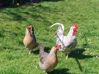 Chickens poultry Cream Legbar Cock & 2 hens Rare Blue Eggs Norfolk - Advert 1