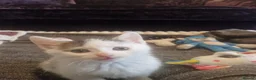 Mixed Breed cats for sale: 5 healthy kittens in Braintree - Advert 19