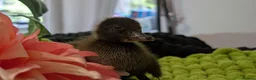 Mixed Breed poultry for sale: 🦆💛 **ONLY 3 DUCKLINGS LEFT!** 💛🦆 - Advert 4