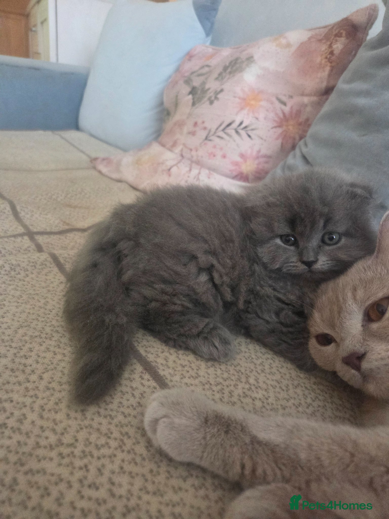 Scottish Fold cats for sale: Scottish kittens blue fold and straight boy, girl in Nottingham - Advert 14