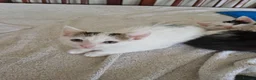 Mixed Breed cats for sale: Adorable kittens for sale  - Advert 32