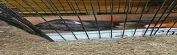 Mixed Breed poultry for sale: 3 x hens near point of lay  - Advert 9