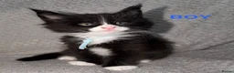 Maine Coon cats for sale: 🐾BEAUTIFUL MAINECOON KITTENS😻 3 BOYS & 2 GIRLS🐾 - Advert 31