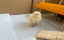 Chickens poultry for sale: Chicks for sale  - Image 4