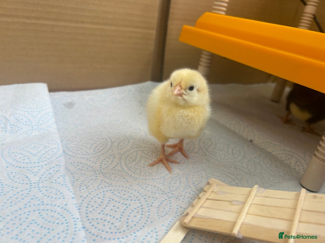 Chickens poultry for sale: Chicks for sale  - Image 4
