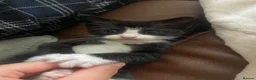 Mixed Breed cats for sale: 4 gorgeous kittens  - Advert 12