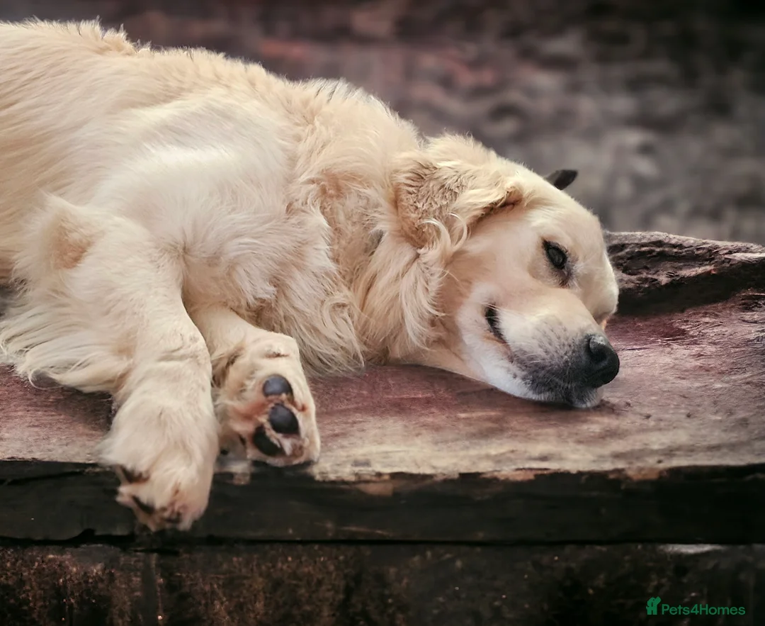 Golden Retriever dogs for stud:   ICT CLEAR Proven Golden Retriever for stud in Manchester - Advert 7