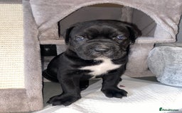 Cane Corso dogs for sale: 2 big cane Corso girls left ! Ready to go now  - Advert 7