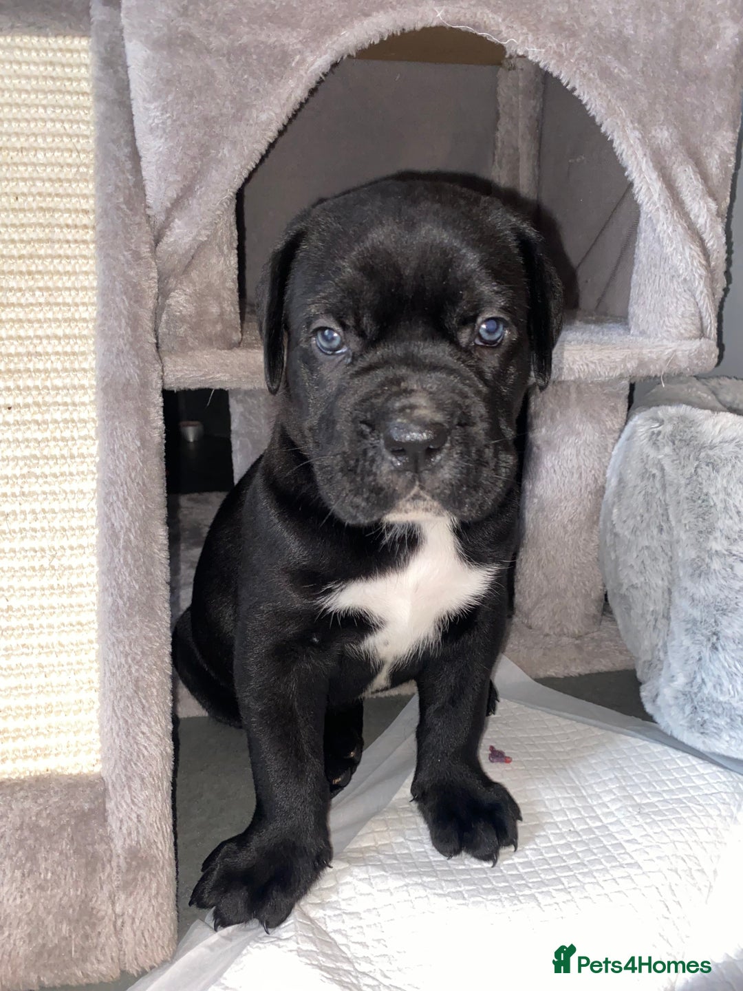 Cane Corso dogs for sale: 2 big cane Corso girls left ! Ready to go now  - Advert 7