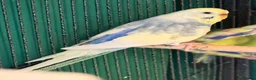 Budgerigars birds for sale: Sold Young Bonded  —  rainbow 🌈 & white albino  - Advert 3