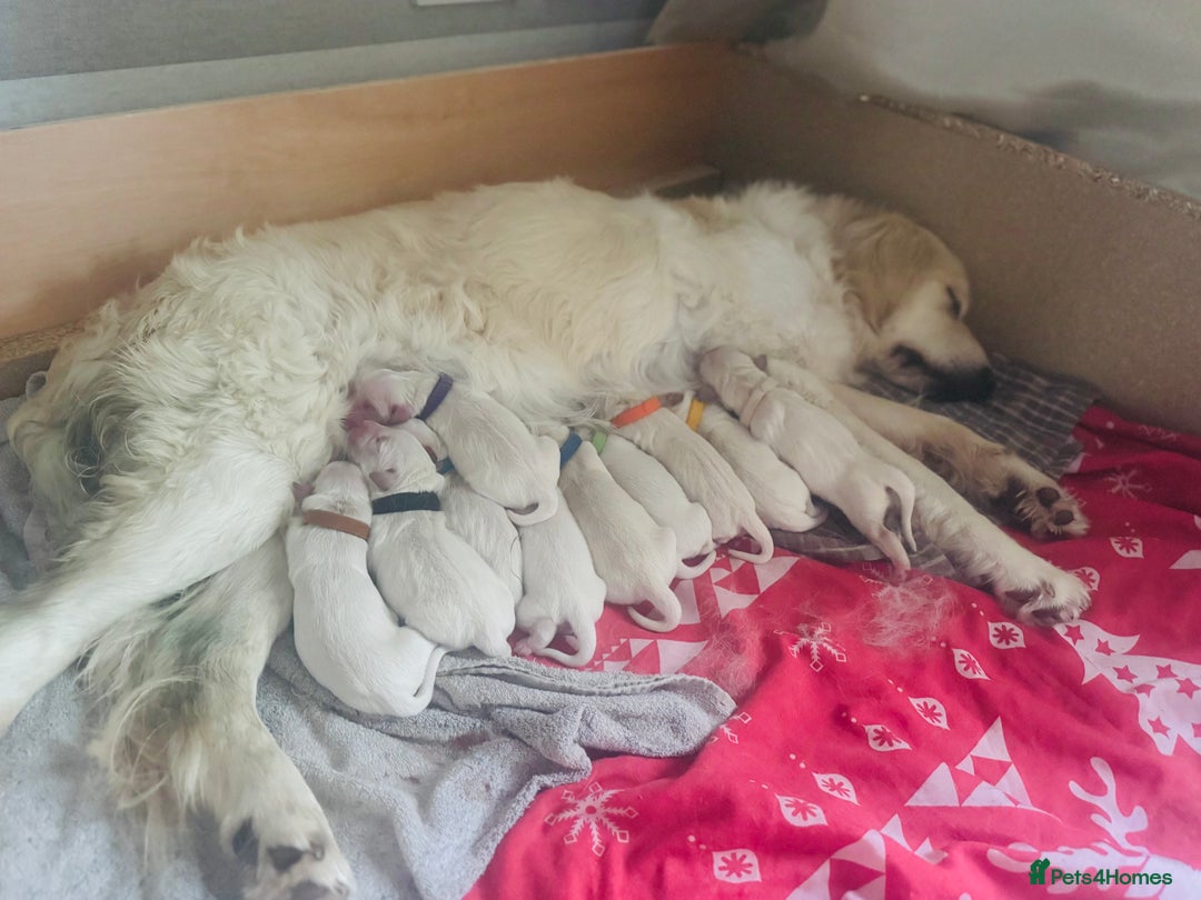 Golden Retriever dogs for sale: KC English Cream Golden Retriver puppy’s  in Sleaford - Image 6