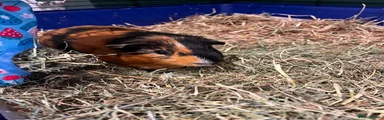 Guinea pigs 