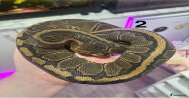 Mixed Breed reptiles - Advert 2