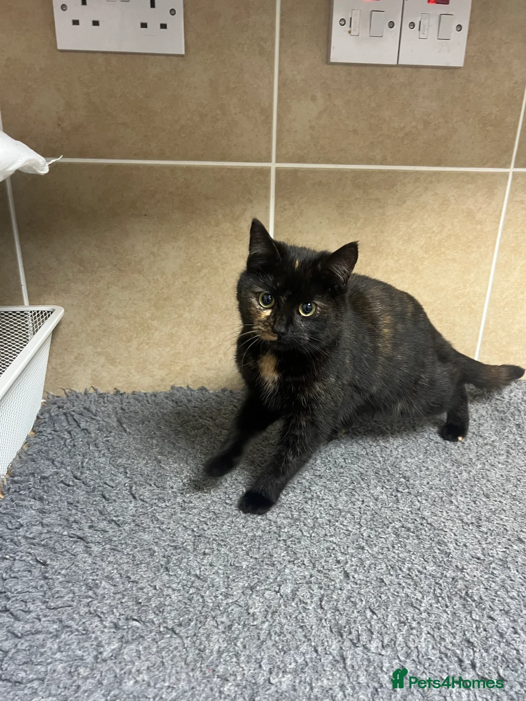 Mixed Breed cats for sale: Three lovely cats looking for home - Advert 2