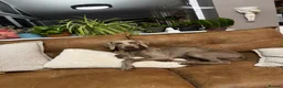 Weimaraner dogs for sale: Have to find a home for our Wonderful Betsy in Cirencester - Advert 1