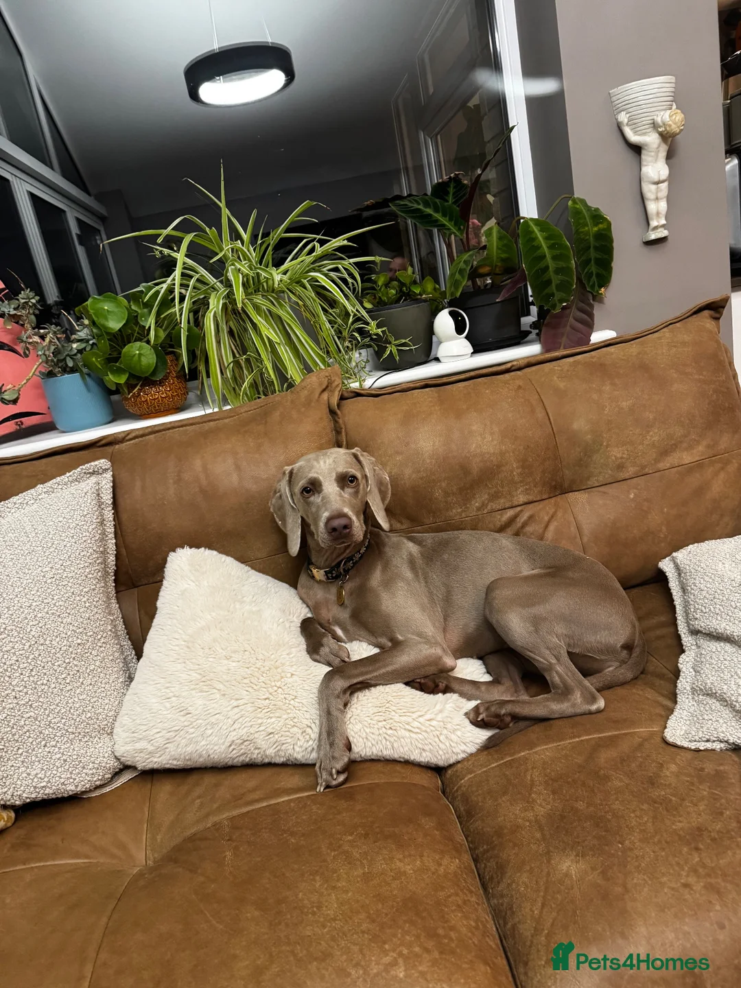 Weimaraner dogs for sale: Have to find a home for our Wonderful Betsy in Cirencester - Advert 1