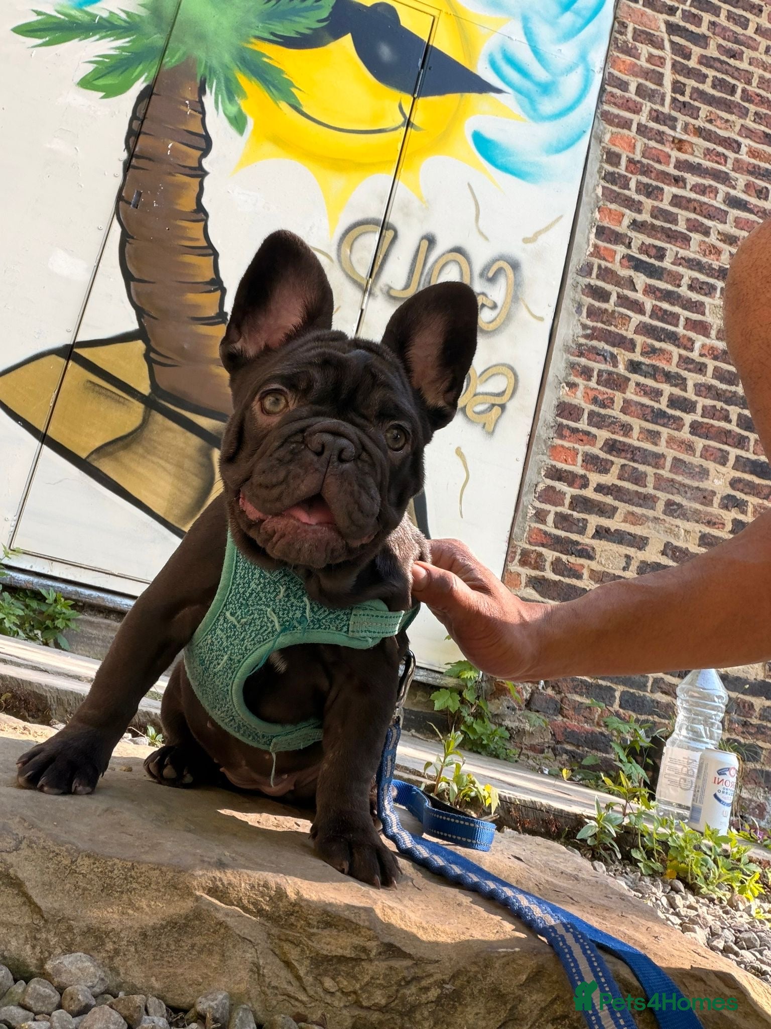 French Bulldog dogs Fluffy French bulldog puppy  - Advert 4