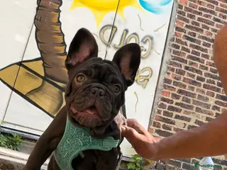 French Bulldog dogs Fluffy French bulldog puppy - Advert 4