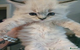Ragdoll cats for sale: Beautiful purebred mitted ragdoll kittens - Image 6