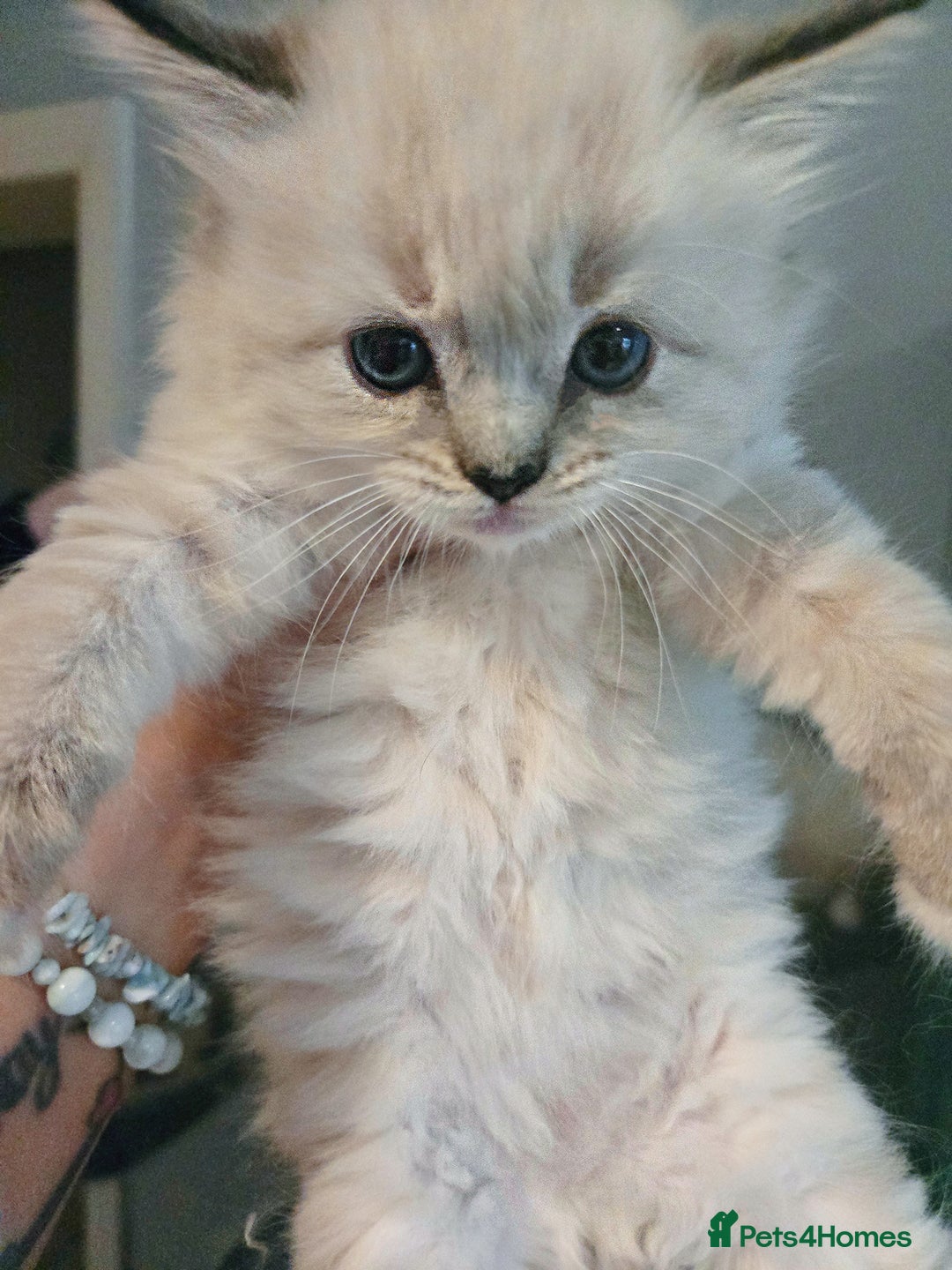 Ragdoll cats for sale: Beautiful purebred mitted ragdoll kittens - Image 6