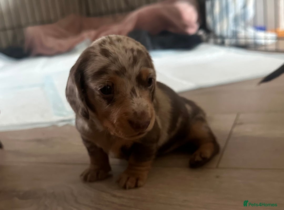 Miniature Dachshund dogs for sale: Miniature daschunds  READY TO LEAVE 29th SEPT - Image 9
