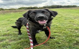 Mixed Breed dogs for adoption: 🐾 Meet Zoya – A Gentle, Goofy Girl - Image 1