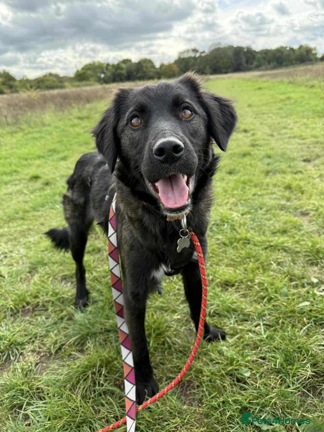 Mixed Breed dogs for adoption: 🐾 Meet Zoya – A Gentle, Goofy Girl - Image 1