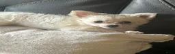 Chihuahua dogs for sale: Stunning chihuahua babies in Newark - Advert 6