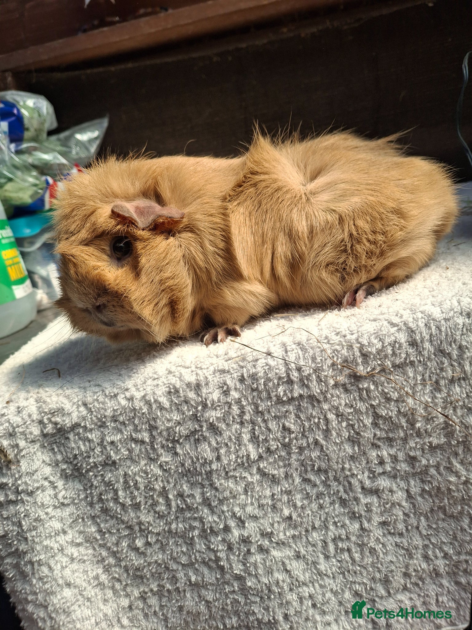 Guinea Pig rodents Adult Female Guineapig  - Advert 6