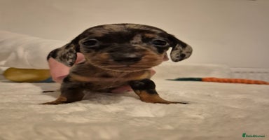 Miniature Dachshund dogs - Advert 16