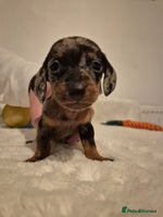 Miniature Dachshund dogs - Advert 9