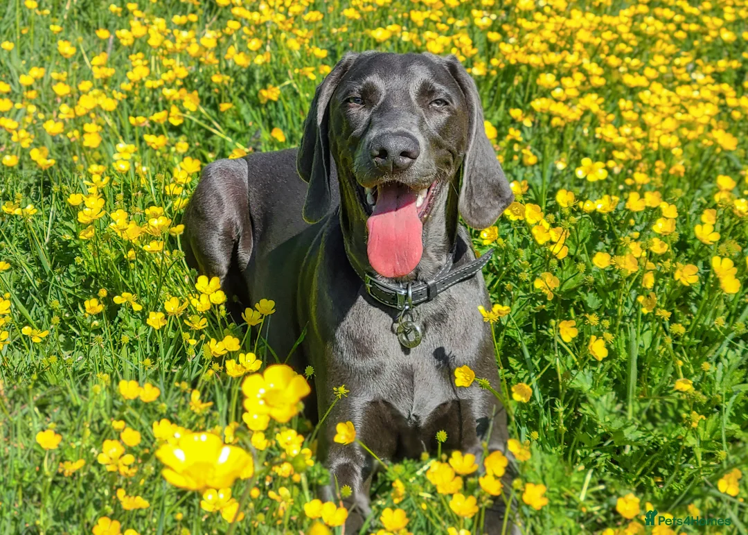 Weimaraner dogs for stud: No Cost 1 Year Old Blue Weimaraner For Stud - Advert 16