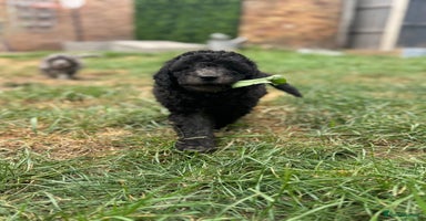 Cockapoo dogs - Advert 5