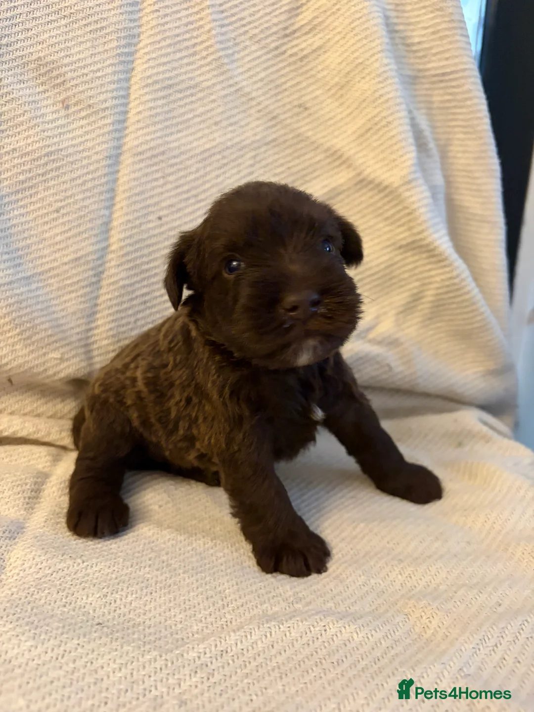 Miniature Schnauzer dogs for sale: 6 beautiful mini schnauzer for sale  - Advert 2