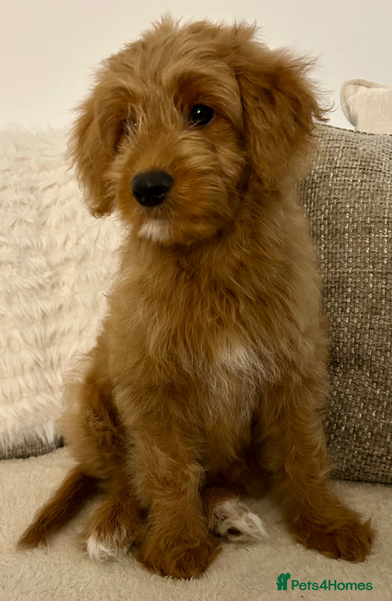 Mixed Breed dogs Tollerdoodle *last remaining Girl Available* Now - Advert 7