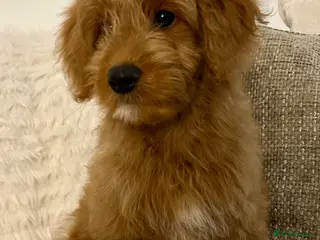 Mixed Breed dogs Tollerdoodle *last remaining Girl Available* Now - Advert 7