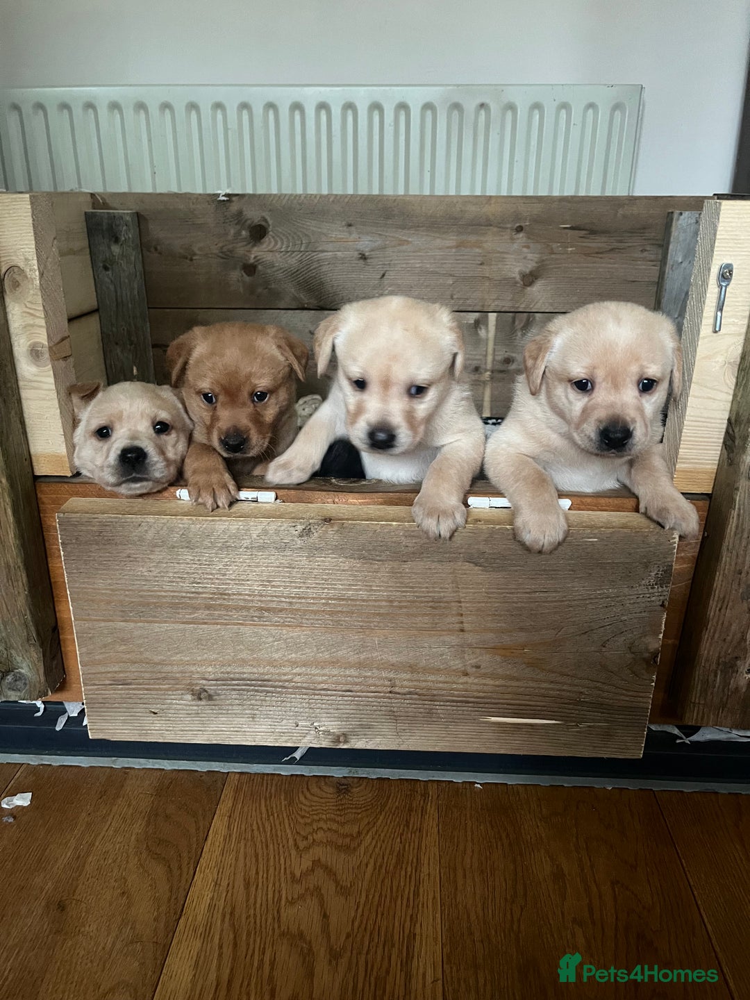 Labrador Retriever dogs for sale: Labrador Puppies - Advert 6