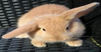 Mini Lop rabbits - Advert 2