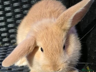 Mini Lop rabbits ❤️🐰READY NOW! Girl Baby Mini Lop Rabbit LAST ONE! - Advert 2