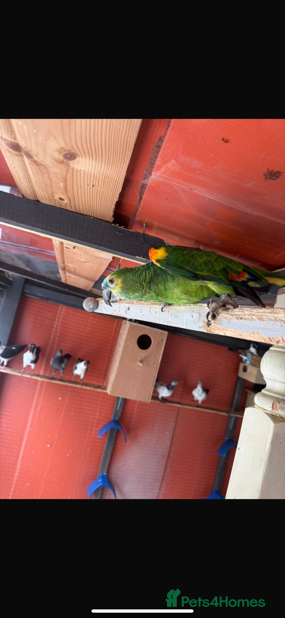 Parrots birds for sale: Ringneck Parrots & Amazon Green - Image 9