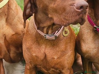 Hungarian Vizsla dogs KC Registered Hungarian Vizsla - Advert 2