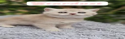 British Shorthair cats for sale: 💖 3 Stunning Golden Kittens 💖  in Bruton - Advert 5