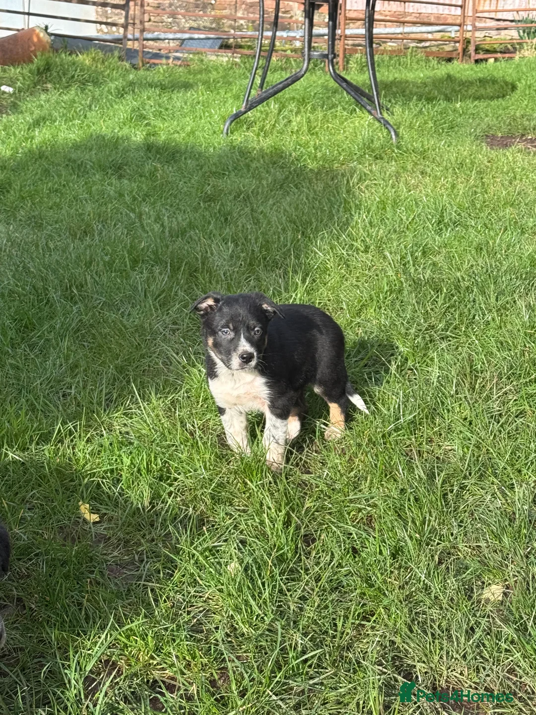 Border Collie dogs for sale: Border collie pups ready from 20th February  - Advert 5